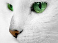 Белые кошки приметы