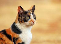 трехцветная кошка: приметы